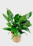 Spathiphyllum Plant – Peace Lily