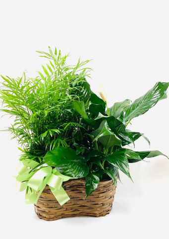 The Double Plant Basket