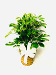 Schefflera Plant