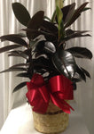 Rubber Plant