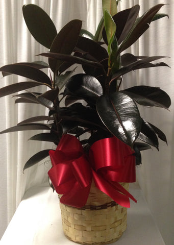 Rubber Plant